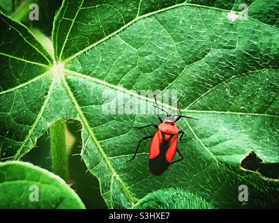 Un insecte rouge perche sur une feuille verte au Mexique Banque D'Images