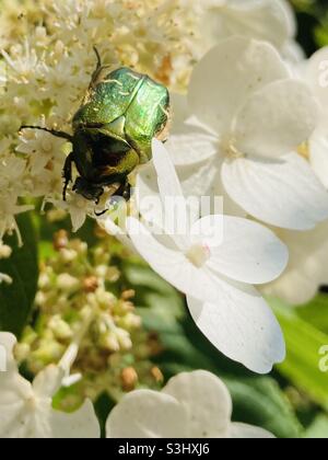 coléoptère doré sur une fleur ombelle Banque D'Images