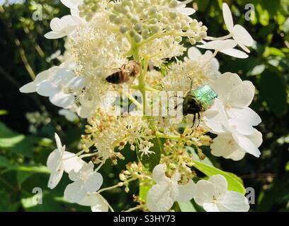 Coléoptère d'abeille et de rose dorée sur fleur blanche Banque D'Images