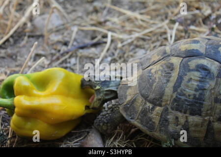 Tortues mangeant du poivre Banque D'Images