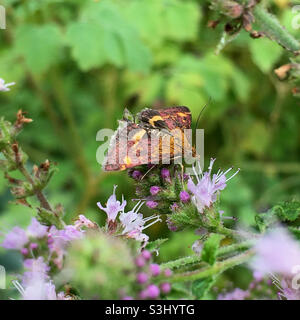 Papillon de menthe Banque D'Images