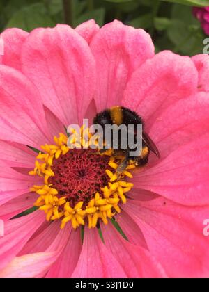 Bourdon sur un Zinnia rose Banque D'Images