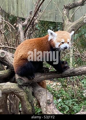 Red Panda au zoo de Central Park décembre 2019 Banque D'Images