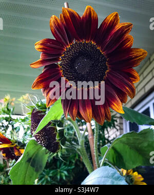 Tournesol au chocolat dans un jardin urbain. Banque D'Images