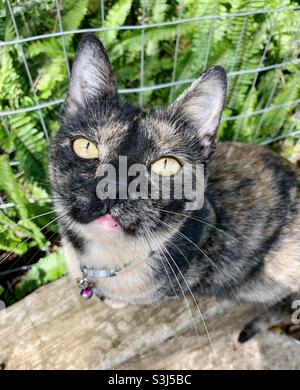 Superbe chat tortoiseshell avec des yeux jaunes regardant l'appareil photo Banque D'Images