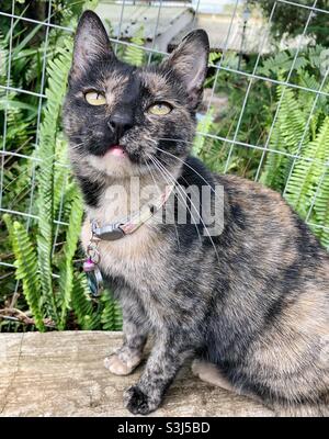 Magnifique chat tortoiseshell avec des yeux jaunes assis dans le jardin Banque D'Images