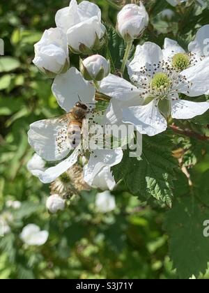 Abeille sur blackberry Blossoms Banque D'Images