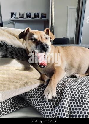 Un chien Jack Russell hurle tout en posant sur un tas de coussins sous un rayon de soleil. Banque D'Images