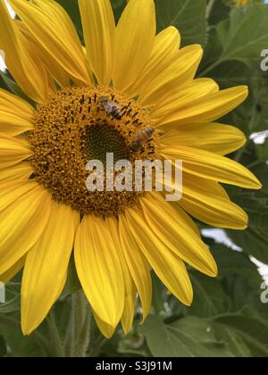 Deux abeilles se sont occupées à recueillir le pollen d'un tournesol en pleine floraison. Banque D'Images