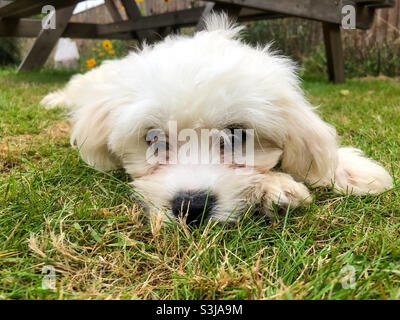 Un chiot cavapoo allongé dans l'herbe dans le jardin. Banque D'Images