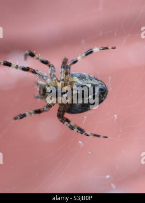 European Common Garden Spider sur Internet Banque D'Images