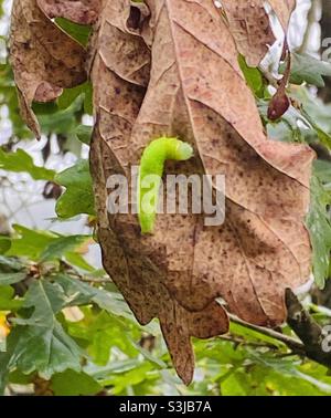 Chenille sur une feuille à Rhydargaeau, Carmarthenshire, pays de Galles. Septembre 2021. Banque D'Images