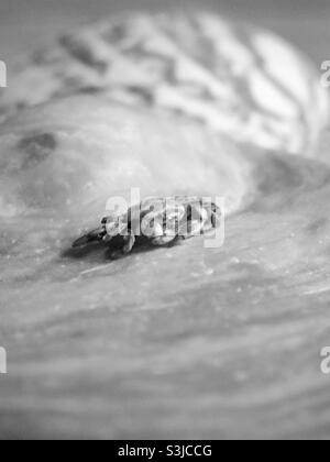 Un minuscule crabe et nuances de gris dépouillé les surfaces dans la photographie de technique d'image - disponible également pour le site Web d'Alamy. Banque D'Images