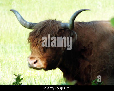 Un jeune taureau de bétail de haut-pays adulte avec son grand museau sous le soleil dans un foyer sélectif photographie de gros plan. Disponible pour le site Web d'Alamy. Banque D'Images