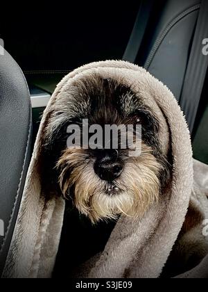 gros plan d'un chien cairn terrier enveloppé dans une couverture et assis sur la banquette arrière d'une voiture Banque D'Images