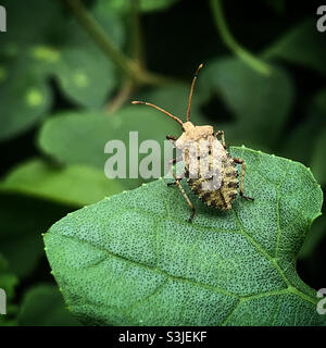 Un insecte perche sur une feuille verte dans une forêt au Mexique Banque D'Images