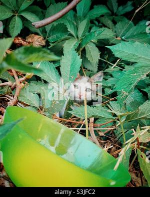 Petit chaton blanc se cachant dans le Bush Banque D'Images