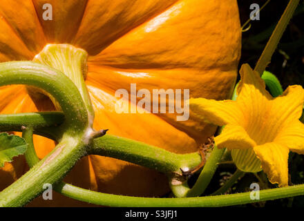 La citrouille en pleine croissance et sa fleur, vu en pleine croissance sur la vigne Banque D'Images