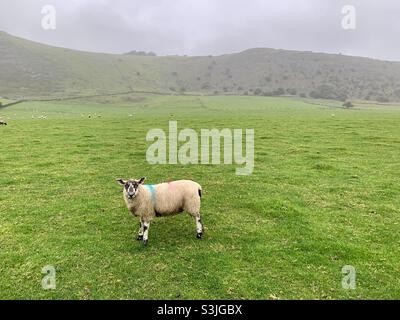 Moutons debout dans le champ vert dans la pluie dans le Peak District Banque D'Images