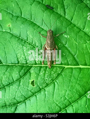 Une sauterelle perche sur une feuille verte à Peña de Bernal, Queretaro, Mexique Banque D'Images