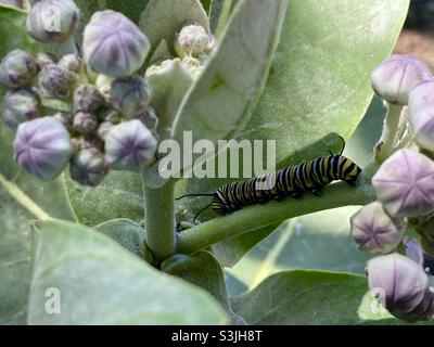 le monarque caterpillar rampe sur la tige de la fleur de la couronne à Maui. Banque D'Images