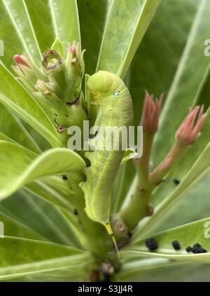 La chenille de l'Oleander se nourrit de feuilles d'Adenium sp en Malaisie. Banque D'Images