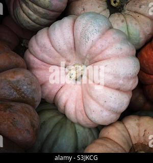 Nature morte de diverses citrouilles au marché pendant l'automne Halloween et la saison de Thanksgiving américaine. Banque D'Images