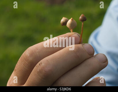 3 petit Psilocybe semilanceata (Mushroom magique ou Liberty Cap) tenu dans la main d'un fourmeur de champignons Banque D'Images