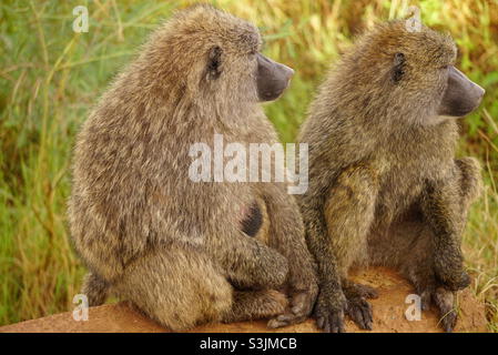 Babouins dans le parc national de Serengeti Banque D'Images