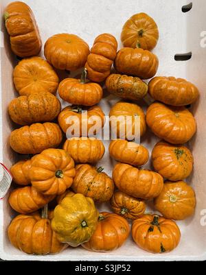 Une boîte de mini citrouilles Banque D'Images