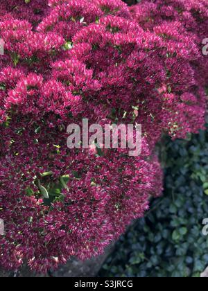 Sedum en fleur en octobre, Angleterre, Royaume-Uni Banque D'Images