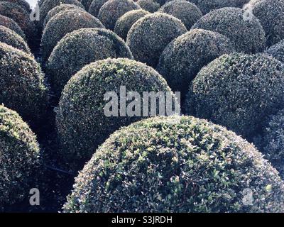 Boîte tronquée plantes sphères Buxus sempervirens arbustes Banque D'Images