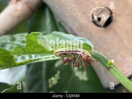 Symbiose des fourmis de tisserand et de la larve du papillon lycaenide que l'on trouve sur la plante du haricot long en Malaisie. Banque D'Images