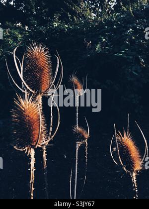 Plantes de chardon de lait séché Banque D'Images