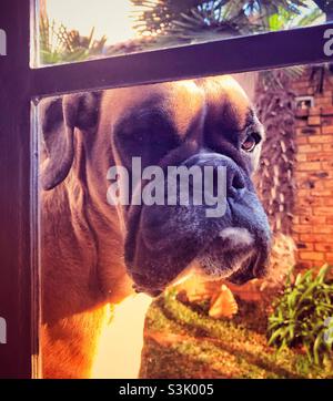 Boxer chien regardant à travers la fenêtre et avec une petite plume blanche bloquée de sa lèvre inférieure Banque D'Images