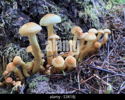 Petits champignons poussant sur une vieille souche. Banque D'Images