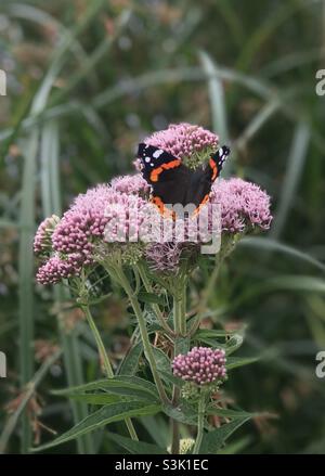 Papillon de l'amiral rouge sur le Sweet Joe Pye Weed (eupatorium purpureum) aux jardins aquatiques de Longstock Banque D'Images