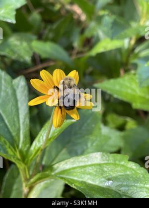Bumblebee sur la Marguerite jaune de fuite Banque D'Images