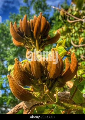 Fruit mûr de l'arbre de tulipe africain (Spathodea campanulata) atteignant vers le haut dans la lumière de l'après-midi du Queensland. Banque D'Images