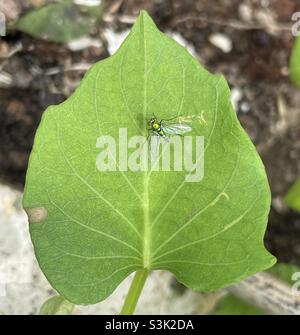 Cette petite mouche à long pattes avec lustre métallique est vue assombrissement d'une feuille à l'autre de patate douce en Malaisie. Banque D'Images