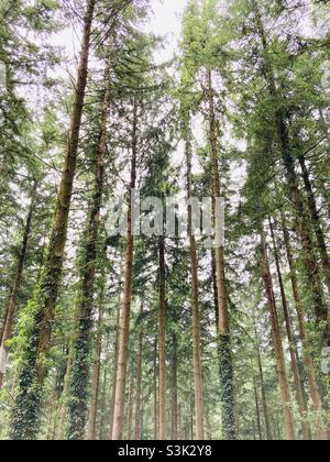 Forêt dense Banque D'Images
