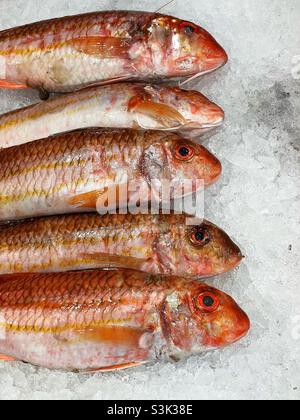 5 mulet rouge sur la glace sur l'exposition d'un poissonnier. Banque D'Images