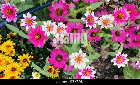 Fleurs roses, blanches et jaunes à Shanghai en automne Banque D'Images