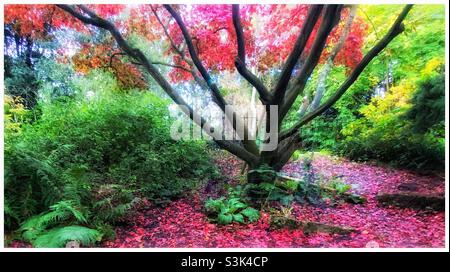 L'automne à Peckham Rye park. Banque D'Images