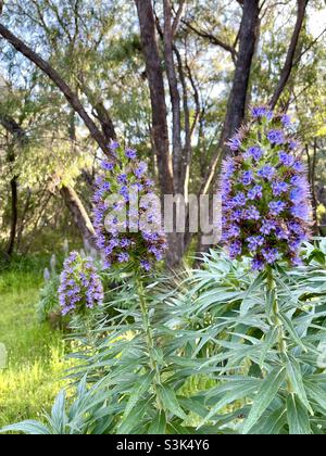 Fleurs Echium candicans, fierté de l'arbuste de Madère. Banque D'Images