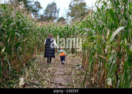 Promenades en automne dans le champ de maïs Banque D'Images