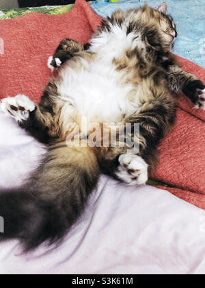 Une femme longue poil de chat domestique sur le dos qui dormait. Banque D'Images