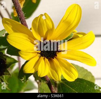 Variété de tournesol dans un jardin résidentiel en octobre Banque D'Images