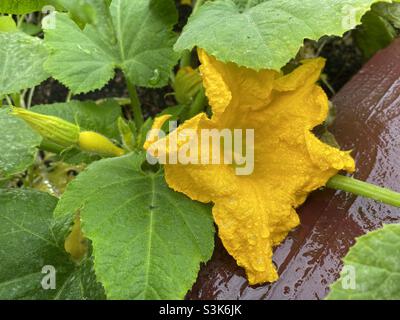 Une courge à col roulé jaune s'épanouissent dans un jardin à la maison – Carmel Valley, Californie Banque D'Images