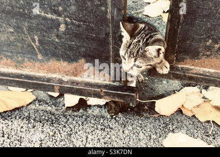 Chaton domestique urbain caché derrière une porte en métal en automne Banque D'Images